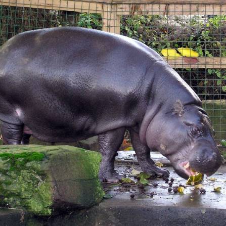 Hipopotam Karłowaty