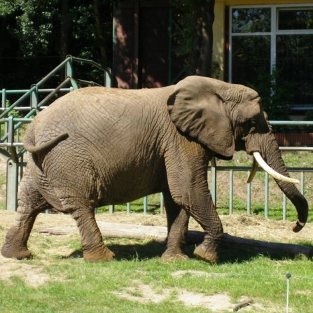Słoń Afrykański