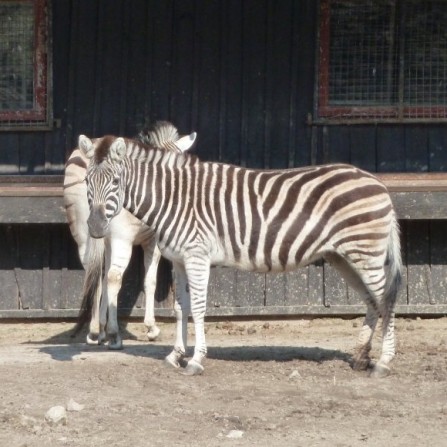 Zebra Chapmana